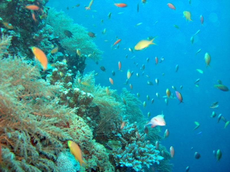 MaLaYsIa_-_PaLaU_SiPaDaN_-_PaLaU_MaBuL_68.JPG