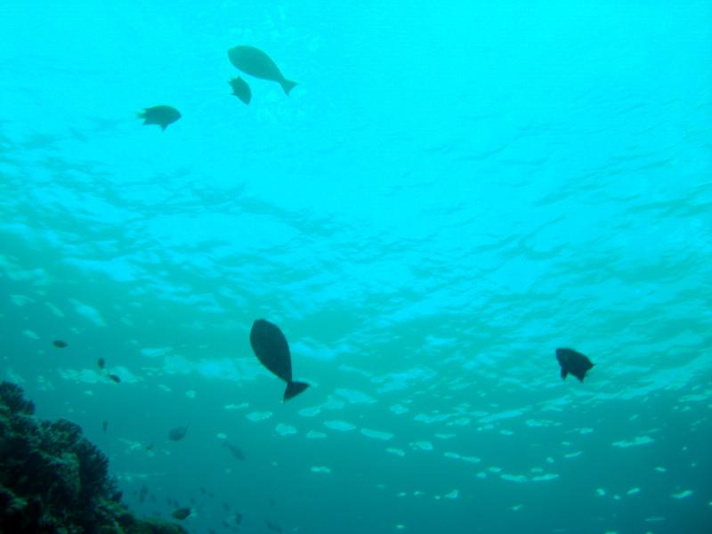 MaLaYsIa_-_PaLaU_SiPaDaN_-_PaLaU_MaBuL_74.JPG