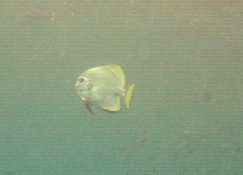 MaLaYsIa_-_PaLaU_SiPaDaN_-_PaLaU_MaBuL_76.JPG