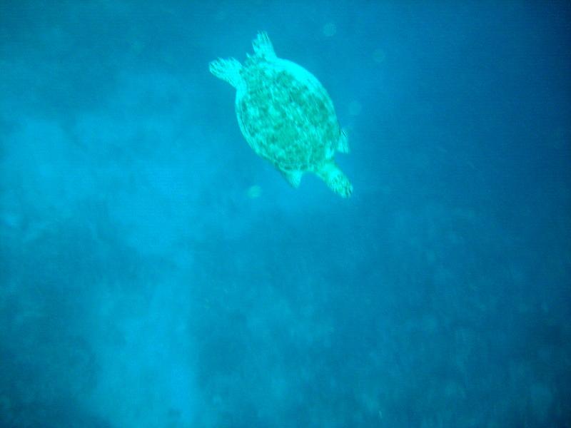 MaLaYsIa_-_PaLaU_SiPaDaN_-_PaLaU_MaBuL_82.JPG