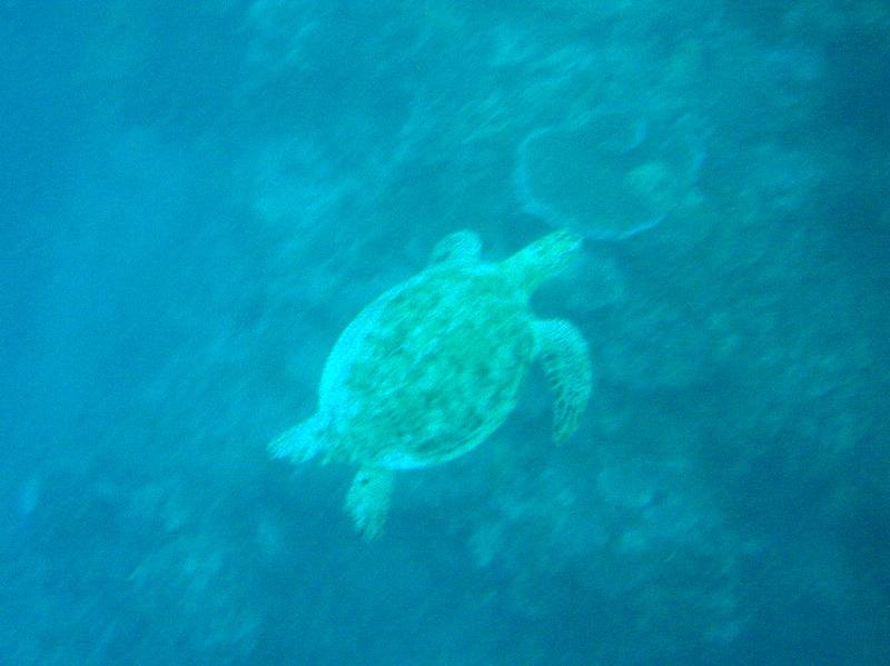 MaLaYsIa_-_PaLaU_SiPaDaN_-_PaLaU_MaBuL_83.JPG