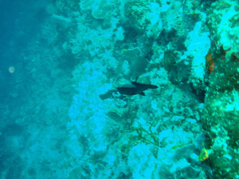 MaLaYsIa_-_PaLaU_SiPaDaN_-_PaLaU_MaBuL_95.JPG
