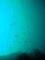 MaLaYsIa_-_PaLaU_SiPaDaN_-_PaLaU_MaBuL_100