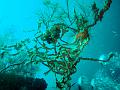 MaLaYsIa_-_PaLaU_SiPaDaN_-_PaLaU_MaBuL_109