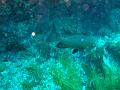 MaLaYsIa_-_PaLaU_SiPaDaN_-_PaLaU_MaBuL_126
