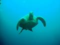 MaLaYsIa_-_PaLaU_SiPaDaN_-_PaLaU_MaBuL_127