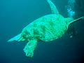 MaLaYsIa_-_PaLaU_SiPaDaN_-_PaLaU_MaBuL_129
