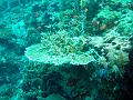 MaLaYsIa_-_PaLaU_SiPaDaN_-_PaLaU_MaBuL_131