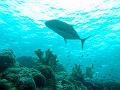 MaLaYsIa_-_PaLaU_SiPaDaN_-_PaLaU_MaBuL_133