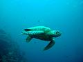 MaLaYsIa_-_PaLaU_SiPaDaN_-_PaLaU_MaBuL_134
