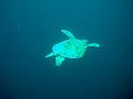 MaLaYsIa_-_PaLaU_SiPaDaN_-_PaLaU_MaBuL_135