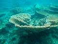 MaLaYsIa_-_PaLaU_SiPaDaN_-_PaLaU_MaBuL_139