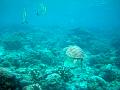 MaLaYsIa_-_PaLaU_SiPaDaN_-_PaLaU_MaBuL_142