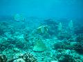 MaLaYsIa_-_PaLaU_SiPaDaN_-_PaLaU_MaBuL_143