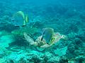MaLaYsIa_-_PaLaU_SiPaDaN_-_PaLaU_MaBuL_144