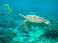 MaLaYsIa_-_PaLaU_SiPaDaN_-_PaLaU_MaBuL_145