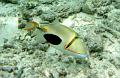 MaLaYsIa_-_PaLaU_SiPaDaN_-_PaLaU_MaBuL_149