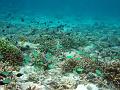 MaLaYsIa_-_PaLaU_SiPaDaN_-_PaLaU_MaBuL_156