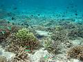 MaLaYsIa_-_PaLaU_SiPaDaN_-_PaLaU_MaBuL_157