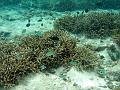MaLaYsIa_-_PaLaU_SiPaDaN_-_PaLaU_MaBuL_159