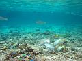 MaLaYsIa_-_PaLaU_SiPaDaN_-_PaLaU_MaBuL_160