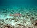 MaLaYsIa_-_PaLaU_SiPaDaN_-_PaLaU_MaBuL_165
