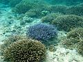 MaLaYsIa_-_PaLaU_SiPaDaN_-_PaLaU_MaBuL_170