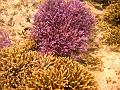 MaLaYsIa_-_PaLaU_SiPaDaN_-_PaLaU_MaBuL_171
