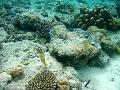 MaLaYsIa_-_PaLaU_SiPaDaN_-_PaLaU_MaBuL_175