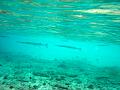 MaLaYsIa_-_PaLaU_SiPaDaN_-_PaLaU_MaBuL_180