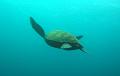 MaLaYsIa_-_PaLaU_SiPaDaN_-_PaLaU_MaBuL_186