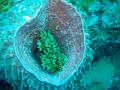 MaLaYsIa_-_PaLaU_SiPaDaN_-_PaLaU_MaBuL_187