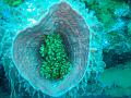 MaLaYsIa_-_PaLaU_SiPaDaN_-_PaLaU_MaBuL_188