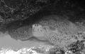 MaLaYsIa_-_PaLaU_SiPaDaN_-_PaLaU_MaBuL_191