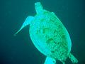 MaLaYsIa_-_PaLaU_SiPaDaN_-_PaLaU_MaBuL_193