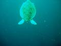 MaLaYsIa_-_PaLaU_SiPaDaN_-_PaLaU_MaBuL_194