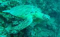 MaLaYsIa_-_PaLaU_SiPaDaN_-_PaLaU_MaBuL_200