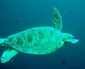 MaLaYsIa_-_PaLaU_SiPaDaN_-_PaLaU_MaBuL_201