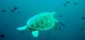 MaLaYsIa_-_PaLaU_SiPaDaN_-_PaLaU_MaBuL_202