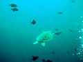 MaLaYsIa_-_PaLaU_SiPaDaN_-_PaLaU_MaBuL_203