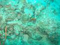 MaLaYsIa_-_PaLaU_SiPaDaN_-_PaLaU_MaBuL_263