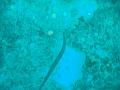 MaLaYsIa_-_PaLaU_SiPaDaN_-_PaLaU_MaBuL_266