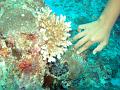 MaLaYsIa_-_PaLaU_SiPaDaN_-_PaLaU_MaBuL_268