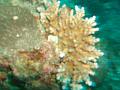 MaLaYsIa_-_PaLaU_SiPaDaN_-_PaLaU_MaBuL_270