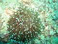 MaLaYsIa_-_PaLaU_SiPaDaN_-_PaLaU_MaBuL_280