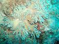 MaLaYsIa_-_PaLaU_SiPaDaN_-_PaLaU_MaBuL_282