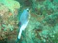 MaLaYsIa_-_PaLaU_SiPaDaN_-_PaLaU_MaBuL_284