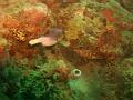 MaLaYsIa_-_PaLaU_SiPaDaN_-_PaLaU_MaBuL_286
