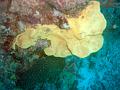 MaLaYsIa_-_PaLaU_SiPaDaN_-_PaLaU_MaBuL_288