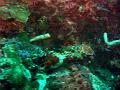 MaLaYsIa_-_PaLaU_SiPaDaN_-_PaLaU_MaBuL_29